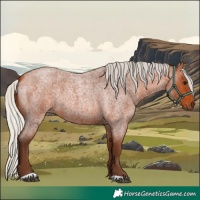Horse Color:Silver Bay Roan 