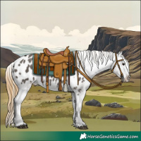 Horse Color:Smoky Grullo Appaloosa 
