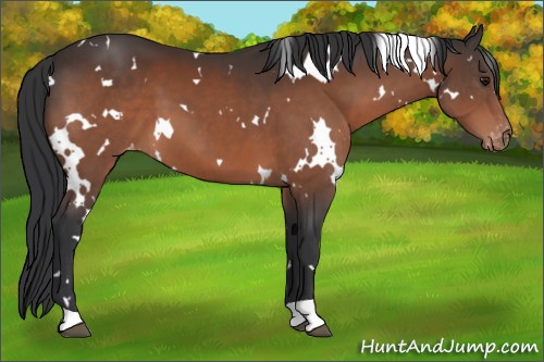 Horse Color:White Spotted Bay Appaloosa 