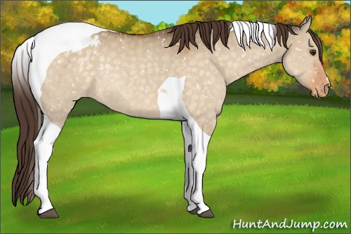 Horse Color:Buckskin Dun Tobiano Appaloosa Rabicano 