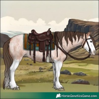 Horse Color:Bay Roan Splash Appaloosa 