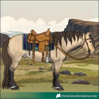 Horse Color:Buckskin Dun 