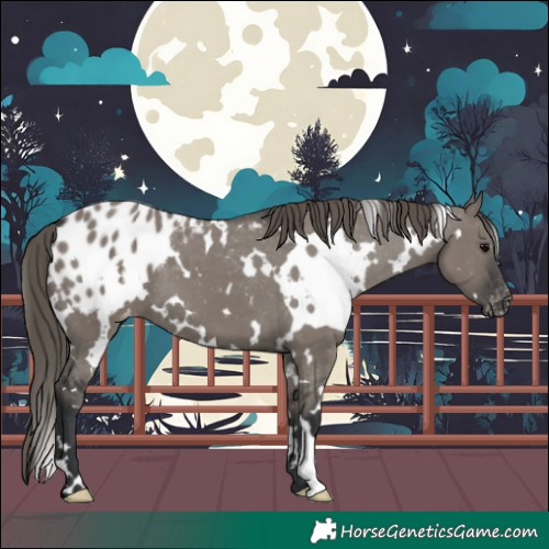 Horse Color:White Spotted Grullo Appaloosa 