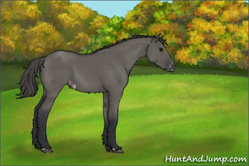 Horse Color:Grullo Appaloosa 