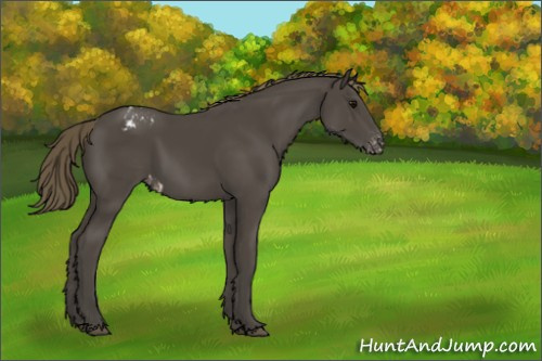 Horse Color:Smoky Black Appaloosa 