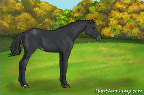 Horse Color:Black Appaloosa 