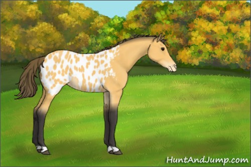 Horse Color:Buckskin Appaloosa 