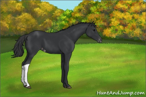 Horse Color:Black Appaloosa 