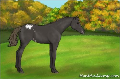 Horse Color:Smoky Black Appaloosa 