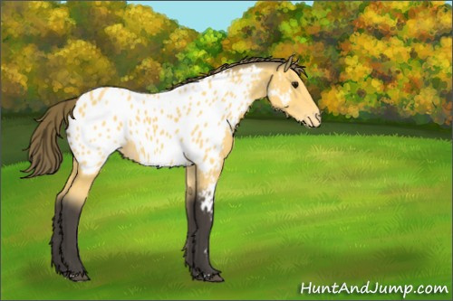 Horse Color:Buckskin Appaloosa 