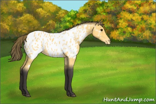 Horse Color:Buckskin Roan Appaloosa 