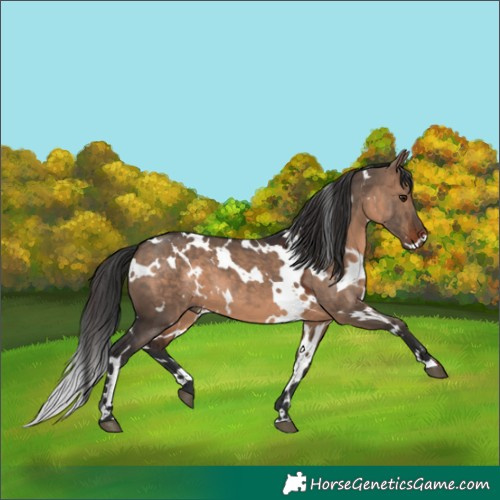 Horse Color:White Spotted Brown Dun 