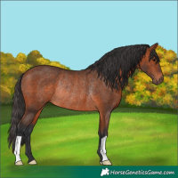 Horse Color:Bay Rabicano 