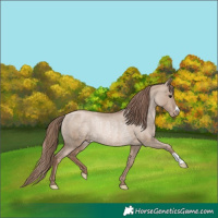 Horse Color:Grullo Pearl Appaloosa Rabicano 
