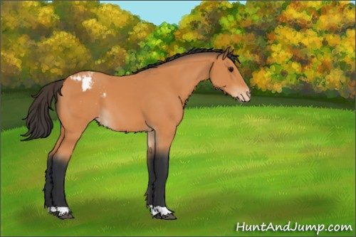 Horse Color:Bay Appaloosa 