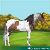 Horse Color:Brown Tobiano Varnish 