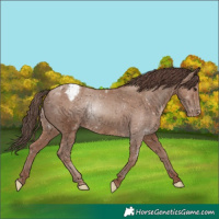 Horse Color:Classic Champagne Appaloosa