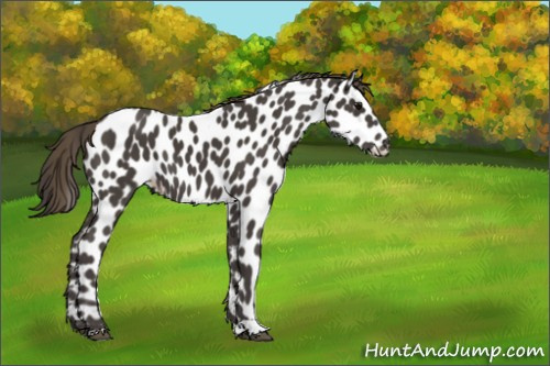 Horse Color:Smoky Black Appaloosa 