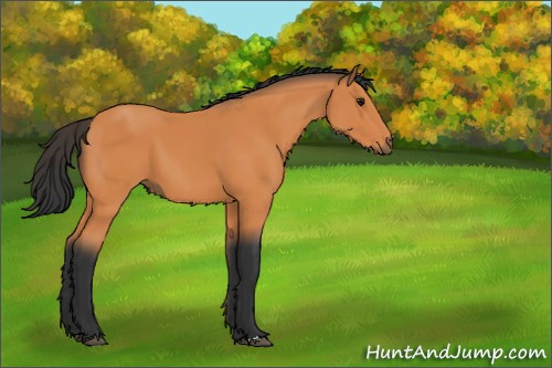 Horse Color:Bay 