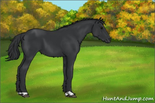 Horse Color:Black 