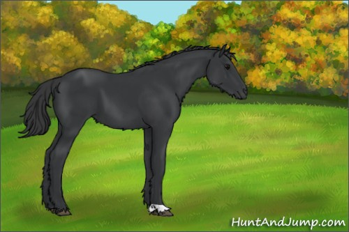 Horse Color:Black 