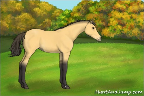 Horse Color:Buckskin 
