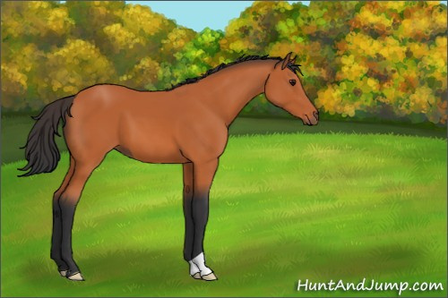 Horse Color:Bay 