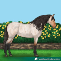 Horse Color:Bay Roan Dun 