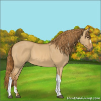 Horse Color:Red Dun 