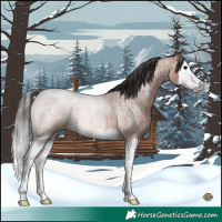 Horse Color:Bay Roan Sabino Splash
