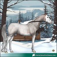 Horse Color:Bay Roan Sabino Splash