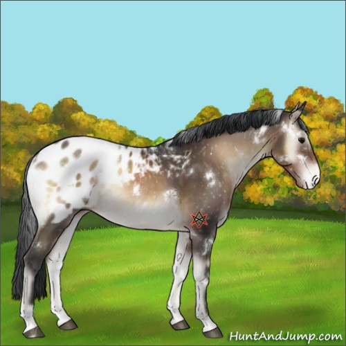Horse Color:White Spotted Brown Onyx Sabino Appaloosa 
