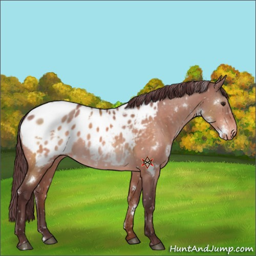 Horse Color:White Spotted Chocolate Brown Dun Appaloosa 