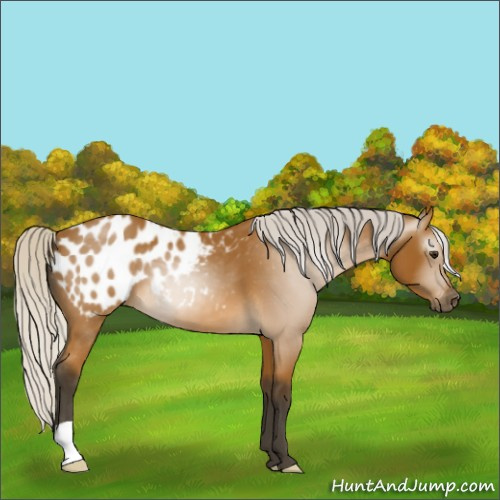 Horse Color:Gray Silver Buckskin Appaloosa 