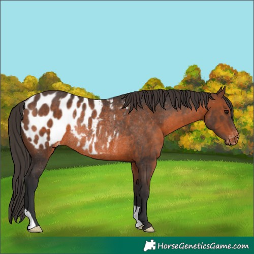 Horse Color:Brown Blanket Rabicano 