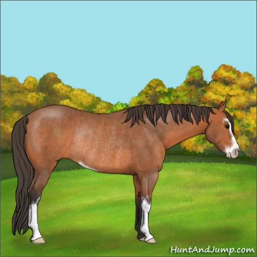 Horse Color:Bay Sabino Rabicano 