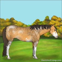 Horse Color:Buckskin Sabino 