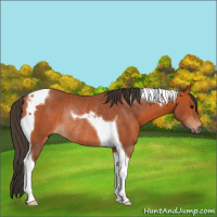 Horse Color:Bay Tobiano Rabicano 