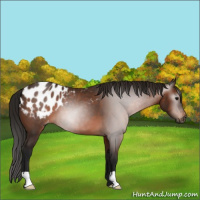 Horse Color:Gray Bay Appaloosa 