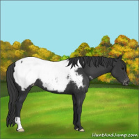 Horse Color:Black Appaloosa 