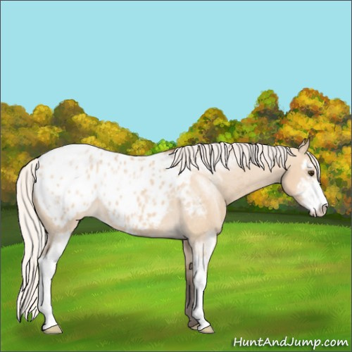Horse Color:Silver Bay Dun Sabino Appaloosa 