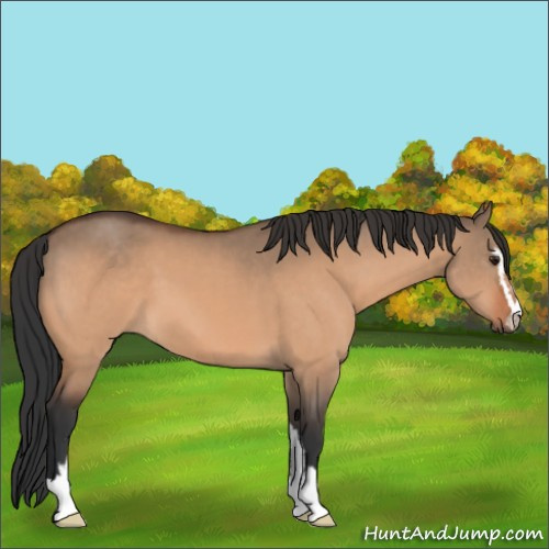 Horse Color:Bay Dun Sabino 