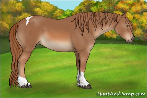 Horse Color:Chestnut Tobiano