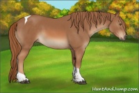 Horse Color:Chestnut Tobiano 