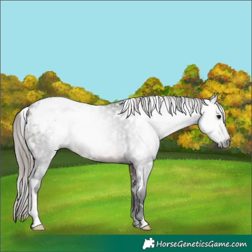 Horse Color:Gray White Spotted Buckskin Appaloosa Rabicano 