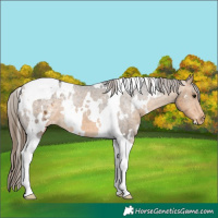 Horse Color:White Spotted Buckskin Tobiano Appaloosa 