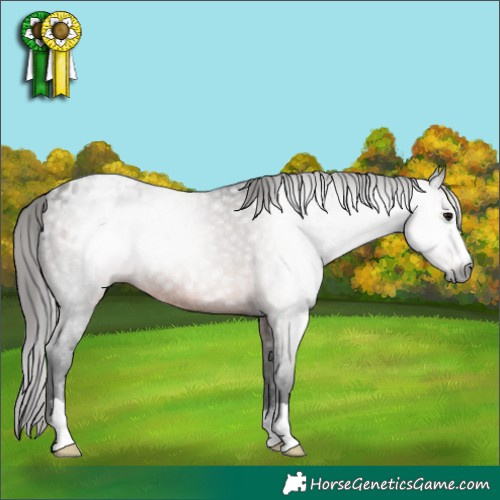 Horse Color:Gray Bay Appaloosa 