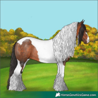 Horse Color:Brown Tobiano Rabicano 