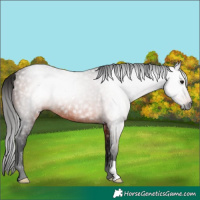 Horse Color:Gray Bay Rabicano 