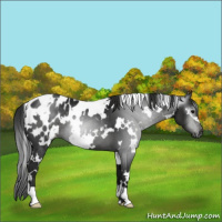 Horse Color:Gray White Spotted Smoky Black Appaloosa 